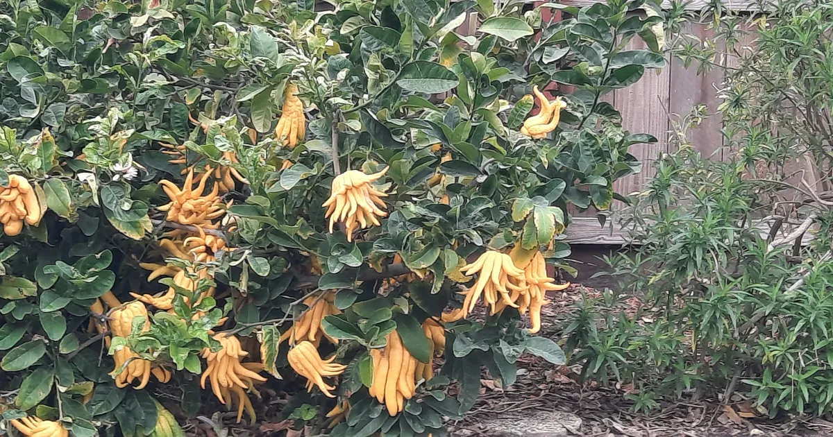 SASSAFRAS ササフラス GARDEN CRUISER BUD イカット SASSAFRAS ササフラス GARDEN CRUISER BUD イカット SASSAFRAS